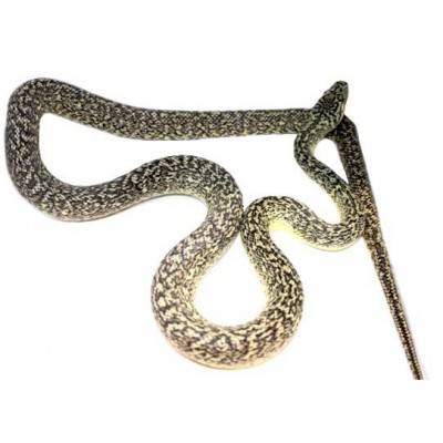 Morelia spilota "Granite" - Python tapis