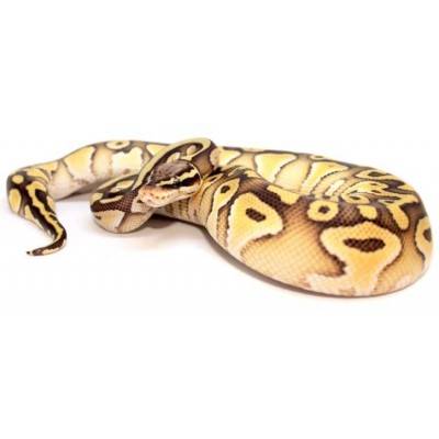 Python regius "Pastel Lesser het clown" - Python regius