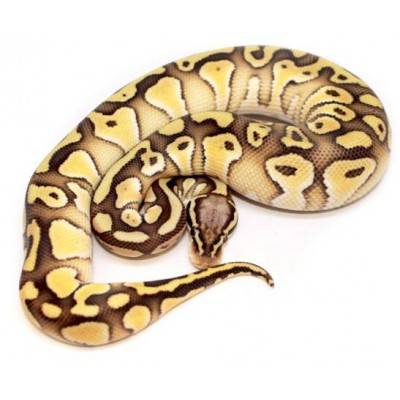 Python regius "Pastel Lesser het clown" - Python regius