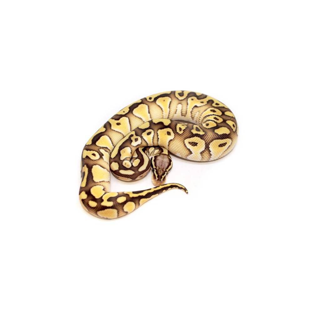 Python regius "Pastel Lesser het clown" - Python regius