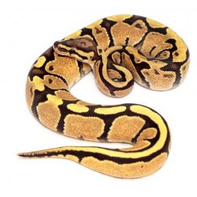 Python regius "Fire" - Python royal