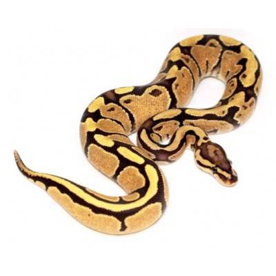 Python regius "Fire" - Python royal