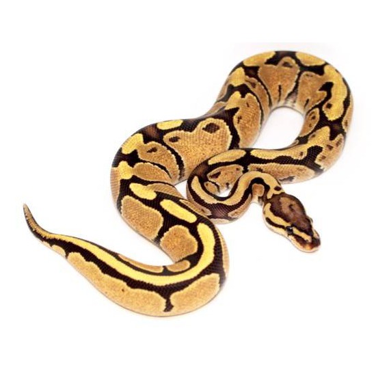 Python royal "Fire" Python regius