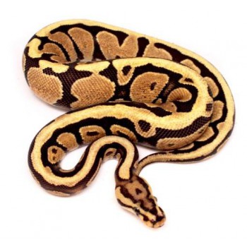 Python regius "Spotnose" - Python royal