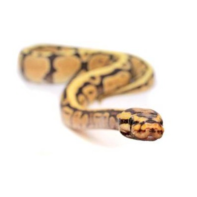 Python regius "Spotnose" - Python royal