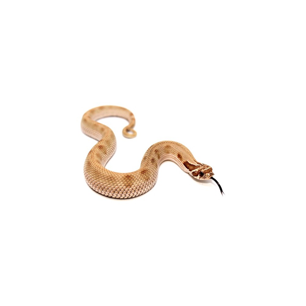 Heterodon nasicus "Anaconda" - Serpent à groin
