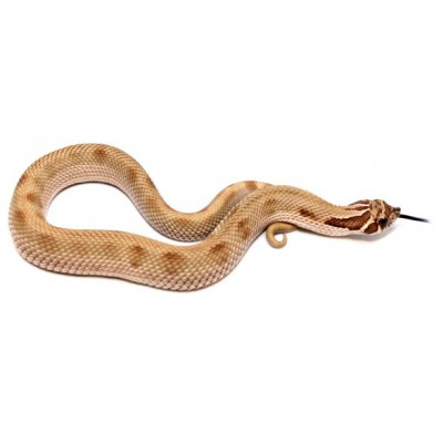 Heterodon nasicus "Anaconda" - Serpent à groin