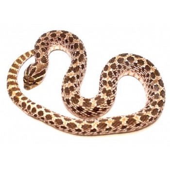 Heterodon nasicus "Green" - Serpent à groin