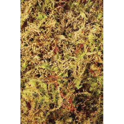 Mousse de forêt 100% Naturelle "Habitat Moss" - Komodo