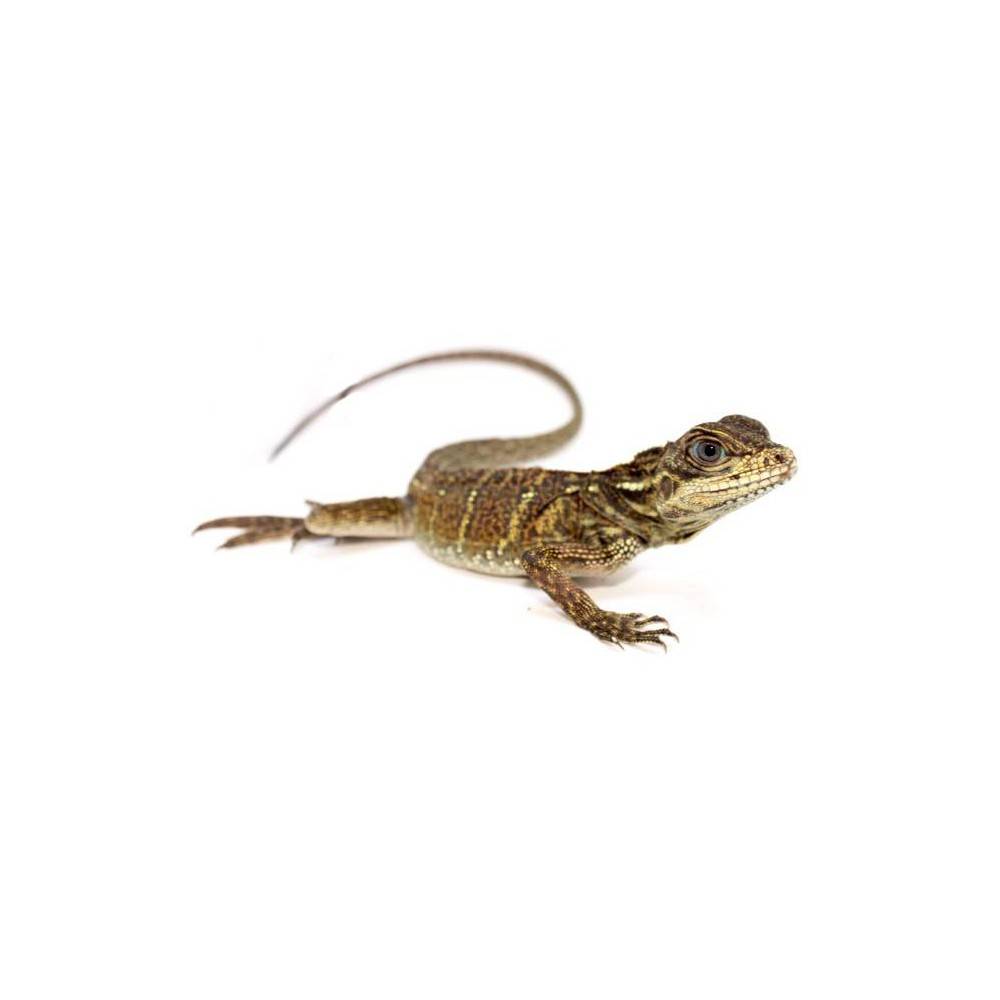 Hydrosaurus weberi - Hydrosaure de Weber Hydrosaurus weberi - Hydrosaure de Weber