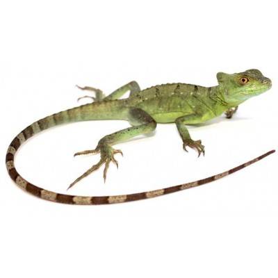 Basiliscus plumifrons - Basilic vert