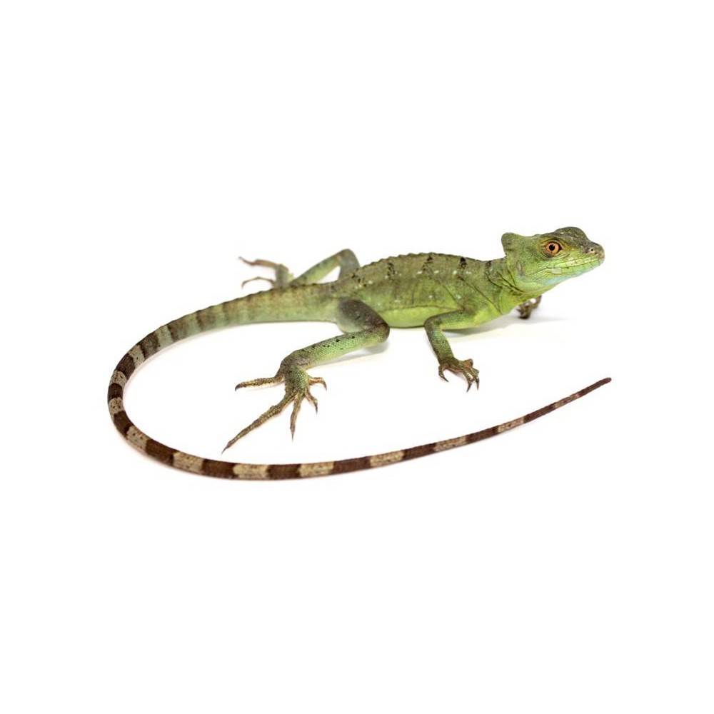 Basiliscus plumifrons - Basilic vert