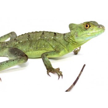 Basiliscus plumifrons - Basilic vert