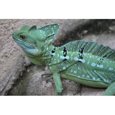 Basiliscus plumifrons - Basilic vert