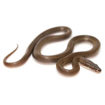 Boaedon (Lamprophis) olivaceux - Serpent des maisons