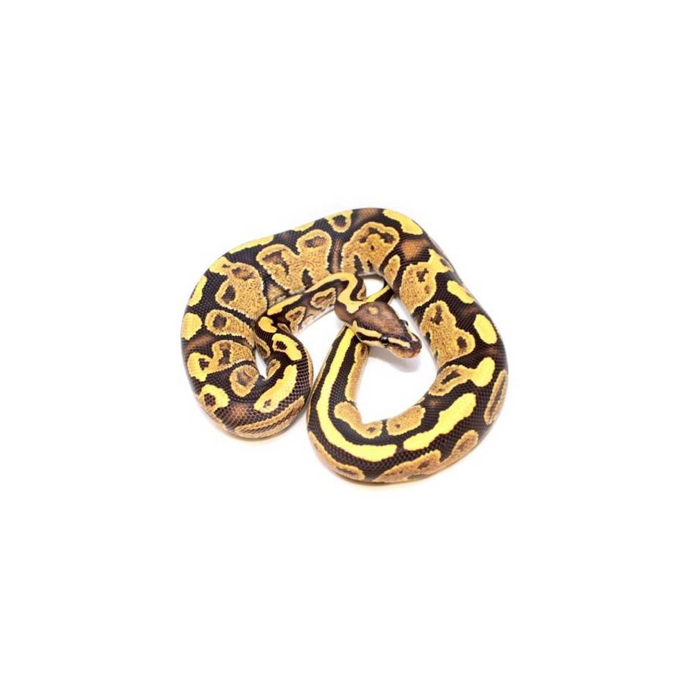 Python regius "Fire Yellow Belly" - Python royal