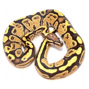 Python regius "Fire Yellow Belly" - Python royal