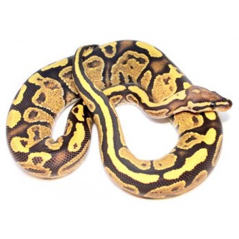 Python regius "Fire Yellow Belly" - Python royal