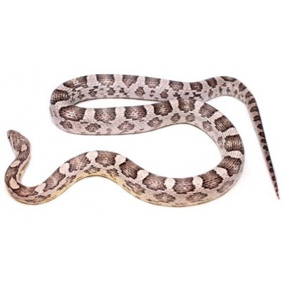 Pantherophis guttatus "Ghost" - Serpent des blés