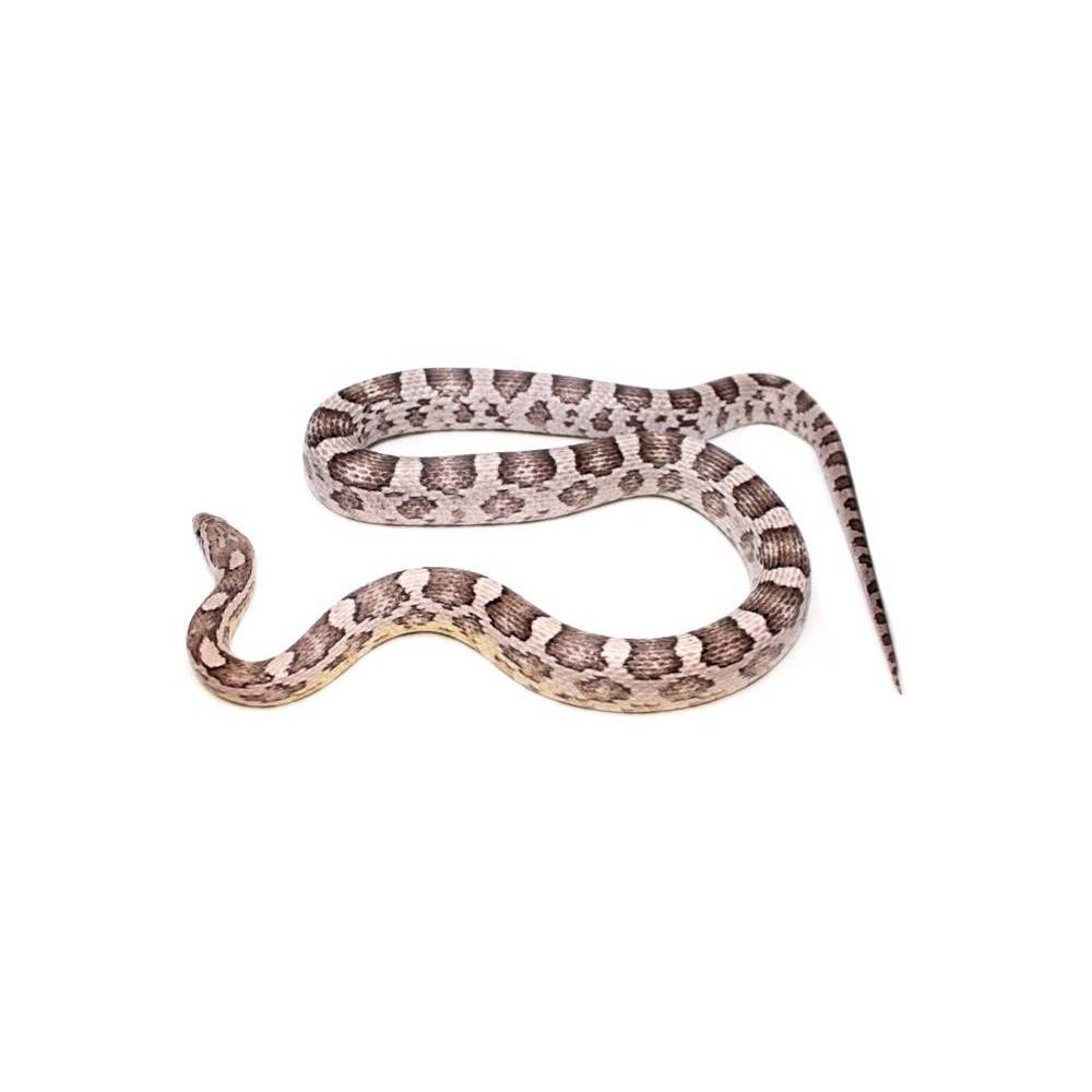 Pantherophis guttatus "Ghost" - Serpent des blés Pantherophis guttatus "Ghost" - Serpent des blés