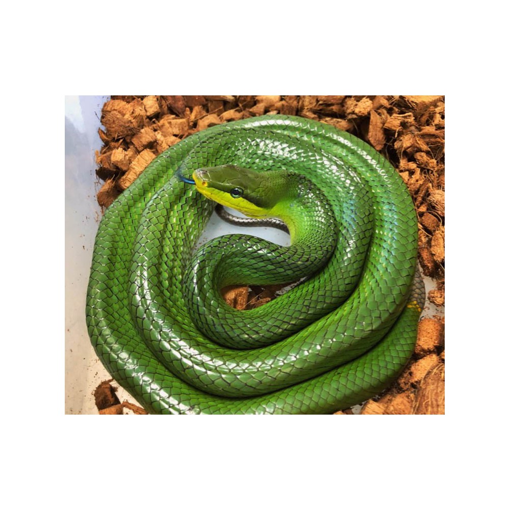 Gonyosoma oxycephalum - Serpent ratier à queue rouge