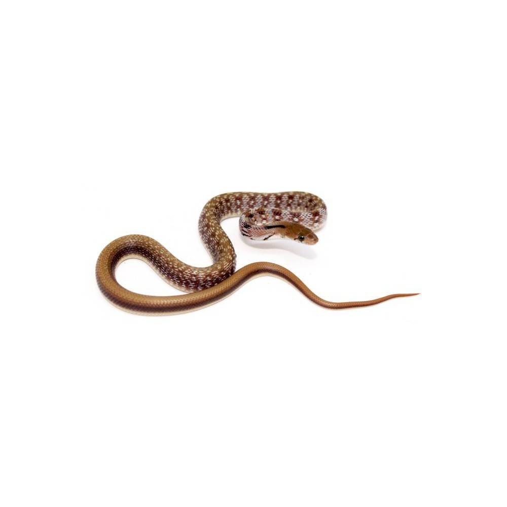 Coelognathus (Elaphe) helena - Serpent bijou