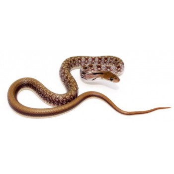 Coelognathus (Elaphe) helena - Serpent bijou