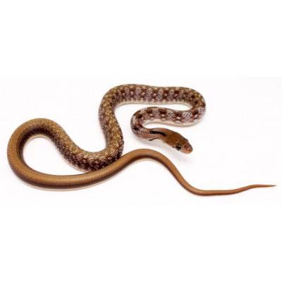 Coelognathus (Elaphe) helena - Serpent bijou