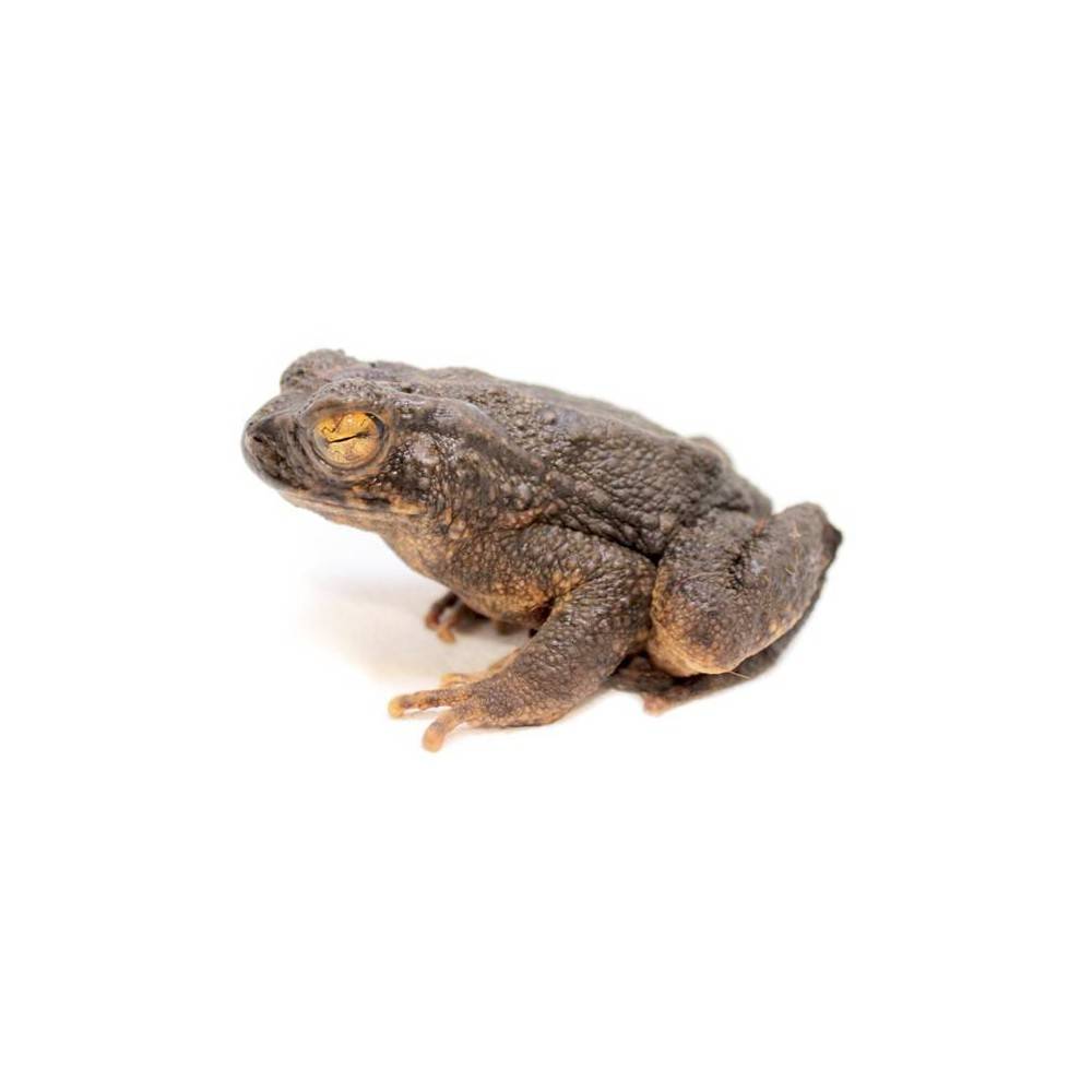 Phrynoidis (Bufo) aspera - Crapaud géant asiatique