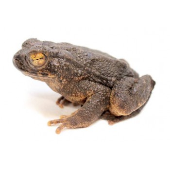 Phrynoidis (Bufo) aspera - Crapaud géant asiatique