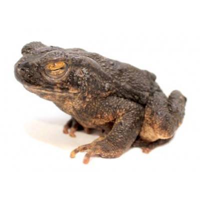 Phrynoidis (Bufo) aspera - Crapaud géant asiatique