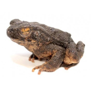 Phrynoidis (Bufo) aspera - Crapaud géant asiatique