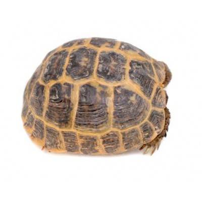 Agrionemys horsfieldii - Tortue des steppes