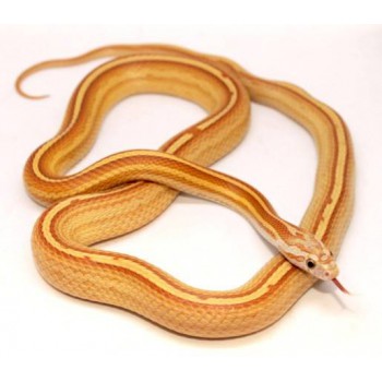 Pantherophis guttatus "Tessera Ultramel Motley Stripe" - Serpent des blés