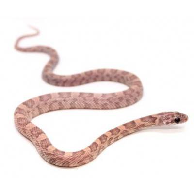 Pantherophis guttatus "Sunkissed Lavender Orchid" - Serpent des blés