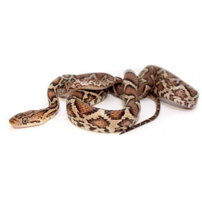 Pseudelaphe flavirufa - Serpent ratier d'Amérique centrale