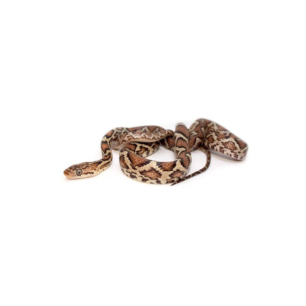 Pseudelaphe flavirufa - Serpent ratier d'Amérique centrale