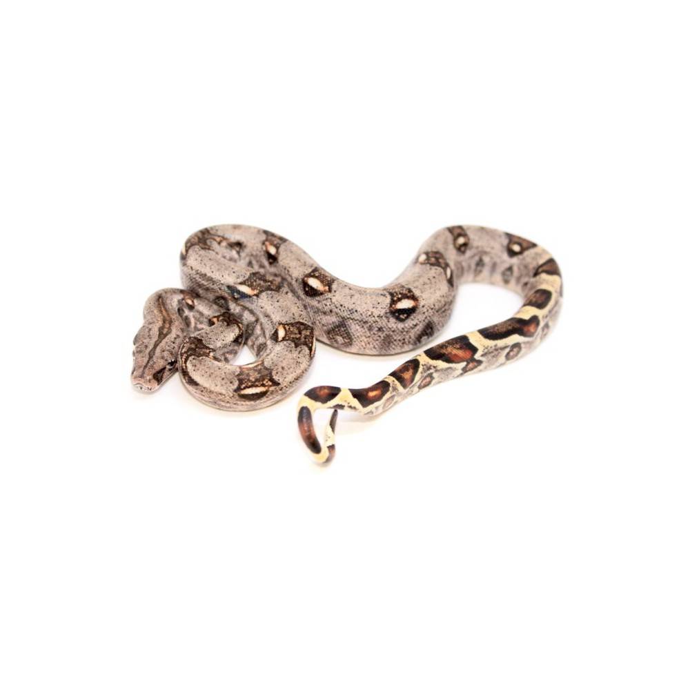 Boa (constrictor) imperator "Colombien - Boa empereur Boa (constrictor) imperator "Colombien - Boa empereur