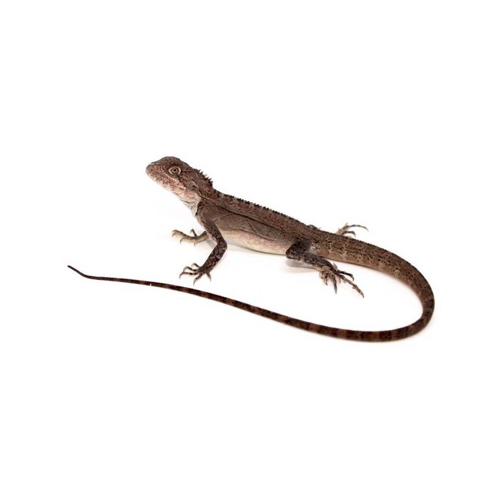 Hypsilurus nigrigularis - Agame à gorge noire Hypsilurus nigrigularis - Agame à gorge noire