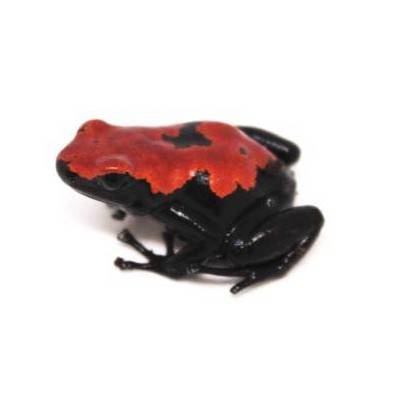 Adelphobates galactonotus - Dendrobates galactonotus