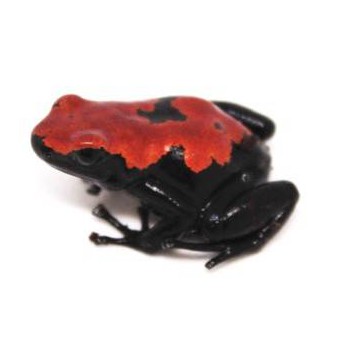 Adelphobates galactonotus - Dendrobates galactonotus