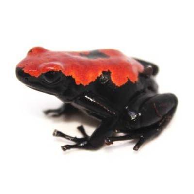 Adelphobates galactonotus - Dendrobates galactonotus