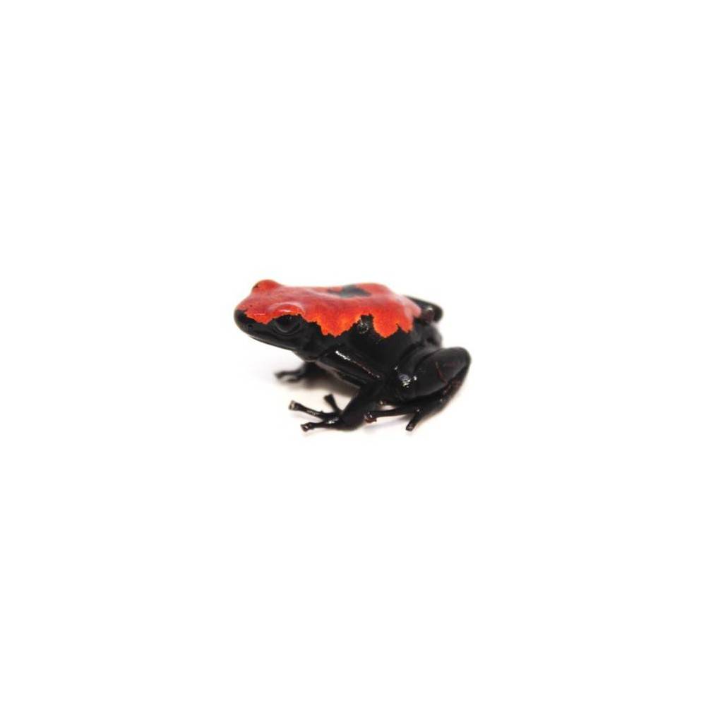 Adelphobates galactonotus - Dendrobates galactonotus