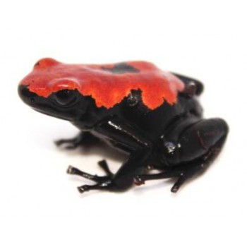 Adelphobates galactonotus - Dendrobates galactonotus