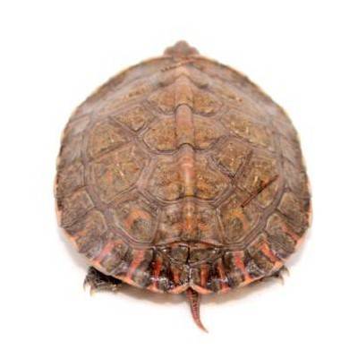 Rhinoclemmys pulcherrima - Tortue peinte du Costa Rica