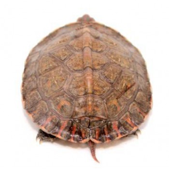 Rhinoclemmys pulcherrima - Tortue peinte du Costa Rica