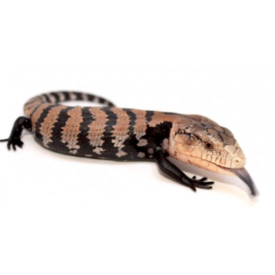 Scinque à langue bleue géant Tiliqua gigas gigas