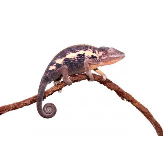 Cameleon Panthere Femelle Furcifer Pardalis Disponibles