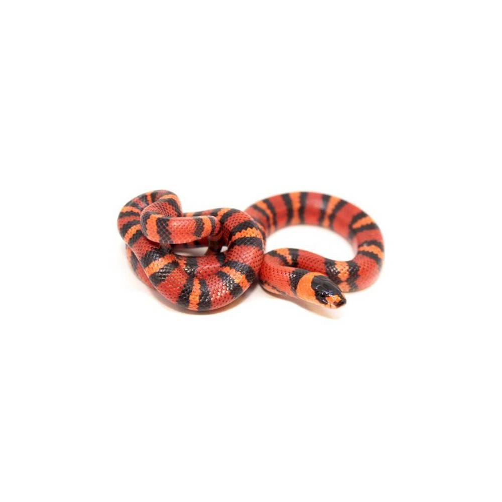 Lampropeltis triangulum hondurensis "Tangerine" - Faux-Corail du Honduras