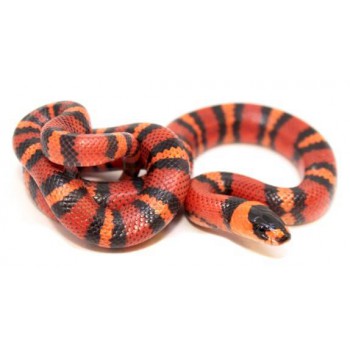 Lampropeltis triangulum hondurensis "Tangerine" - Faux-Corail du Honduras